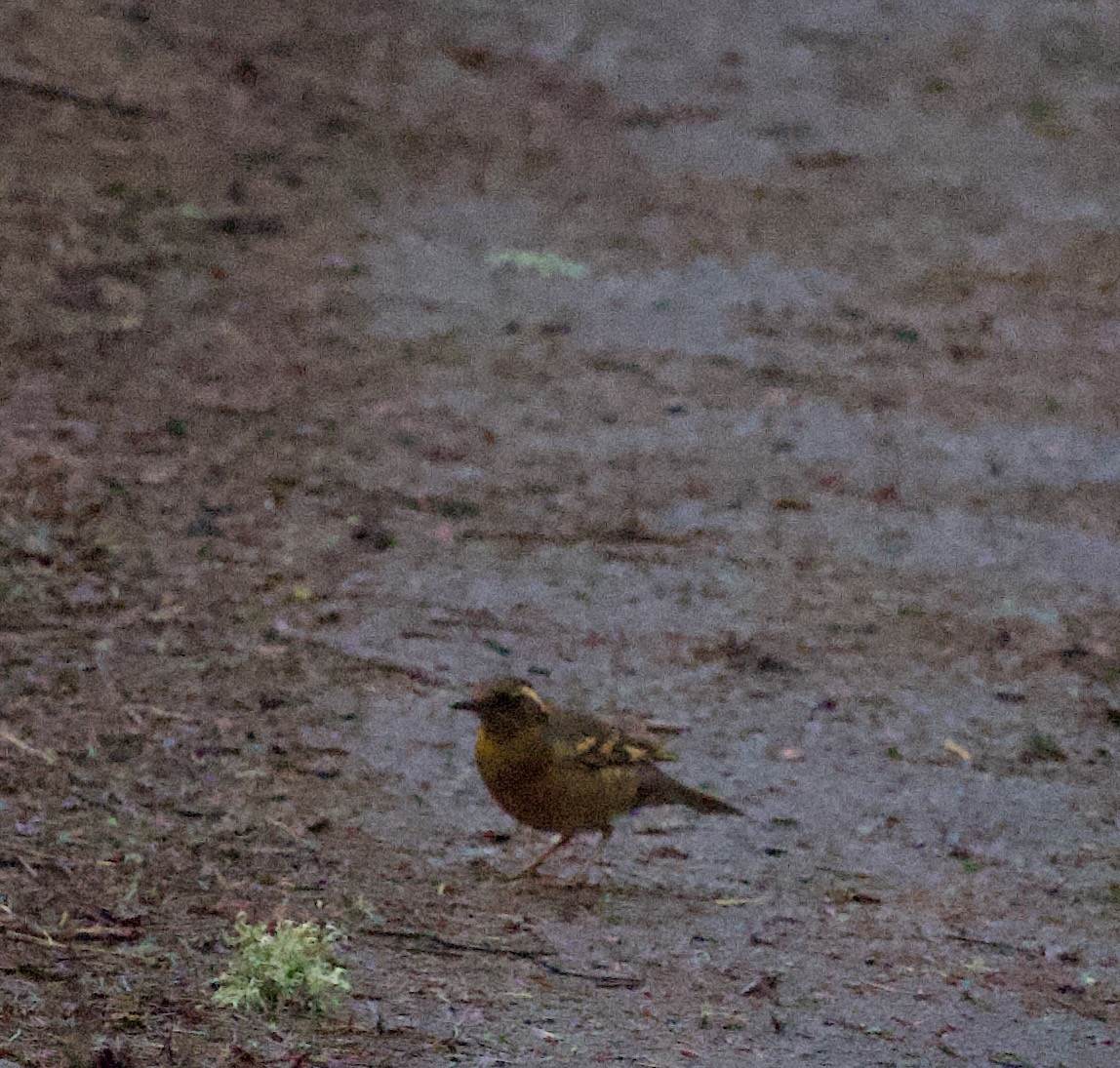 ムナオビツグミ - ML645869624