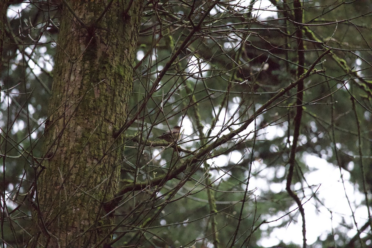 ムナオビツグミ - ML645869627