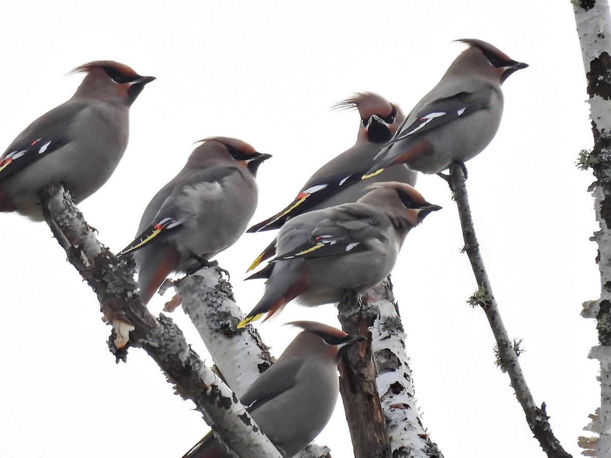 キレンジャク - ML645869629