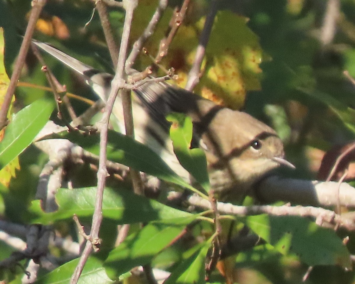 キヅタアメリカムシクイ（coronata） - ML645869631