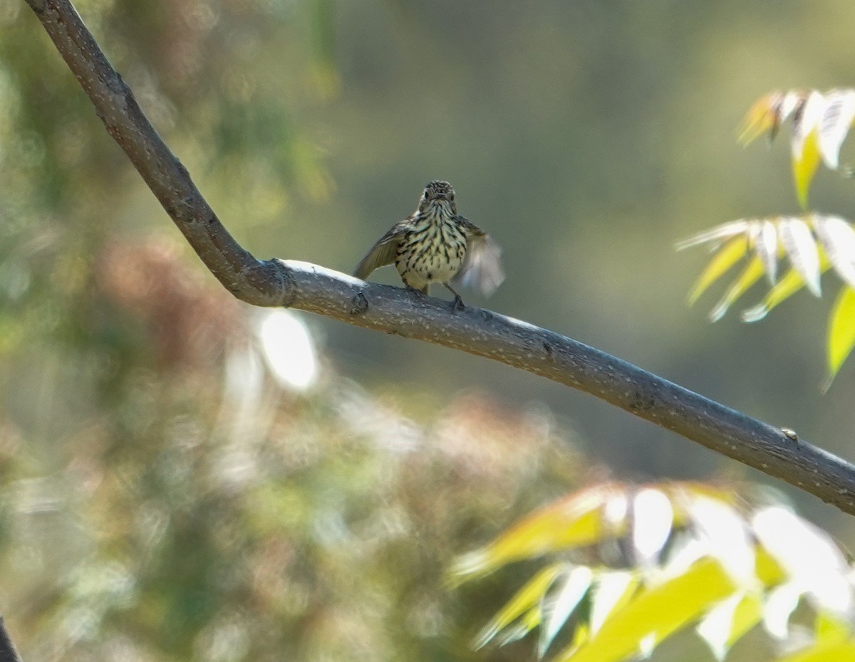 タテフムシクイ - ML645869633