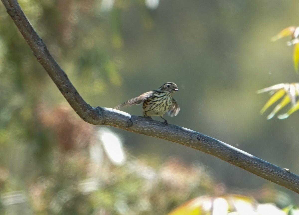 タテフムシクイ - ML645869634