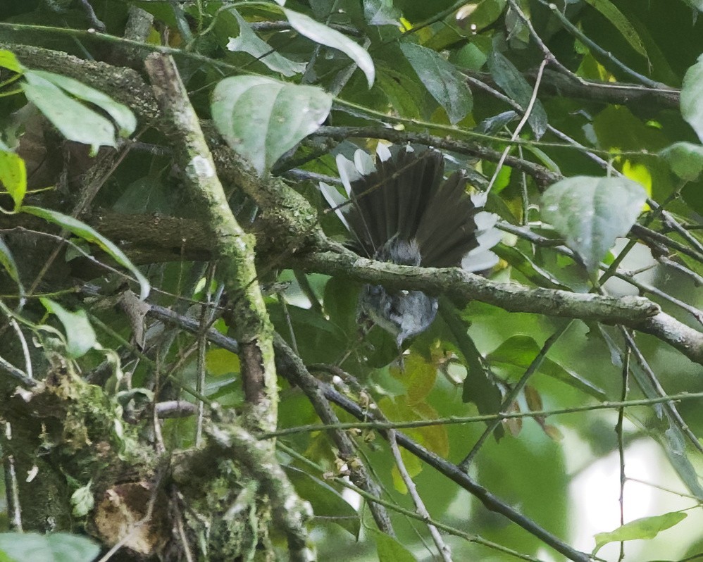 オジロカンムリヒタキ - ML645869635