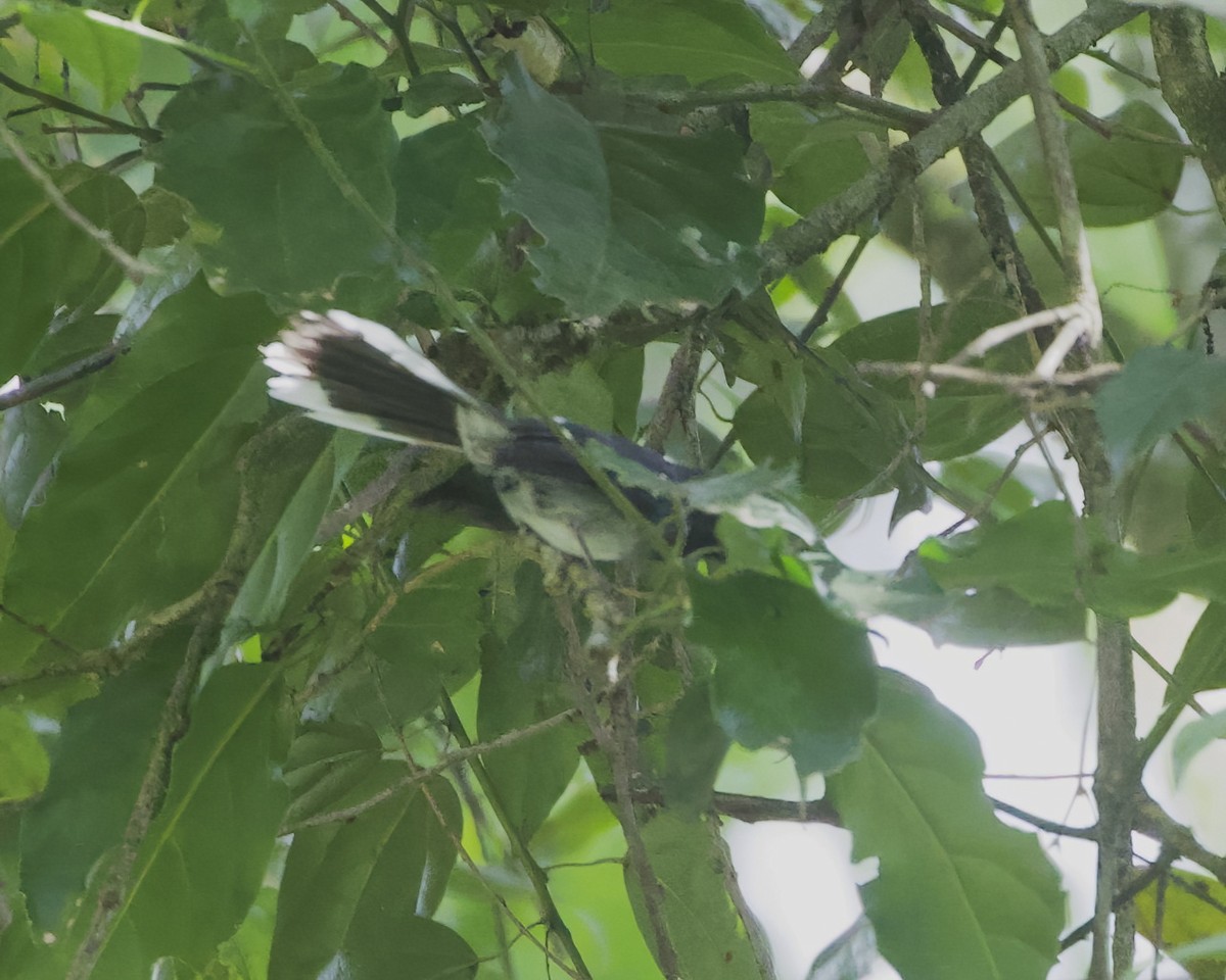 オジロカンムリヒタキ - ML645869636