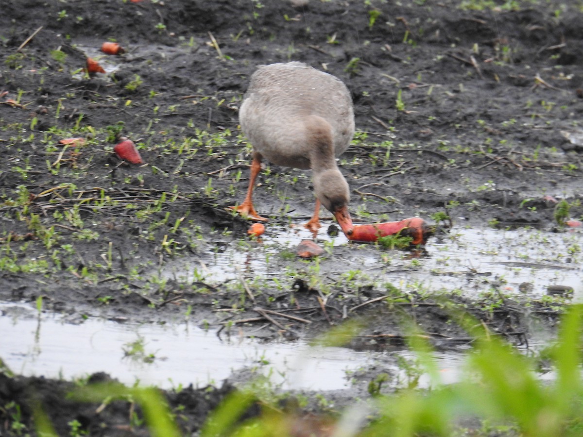 マガン - ML645869639