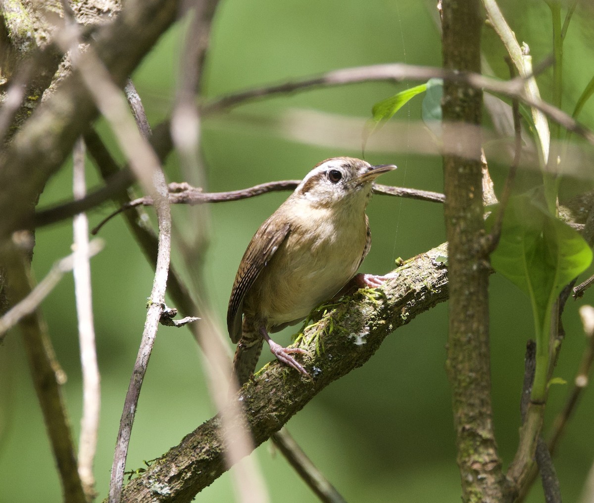 ヤマミソサザイ - ML645869643
