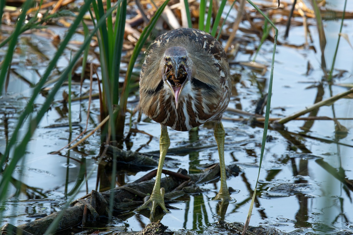Amerika Balabanı - ML645869650