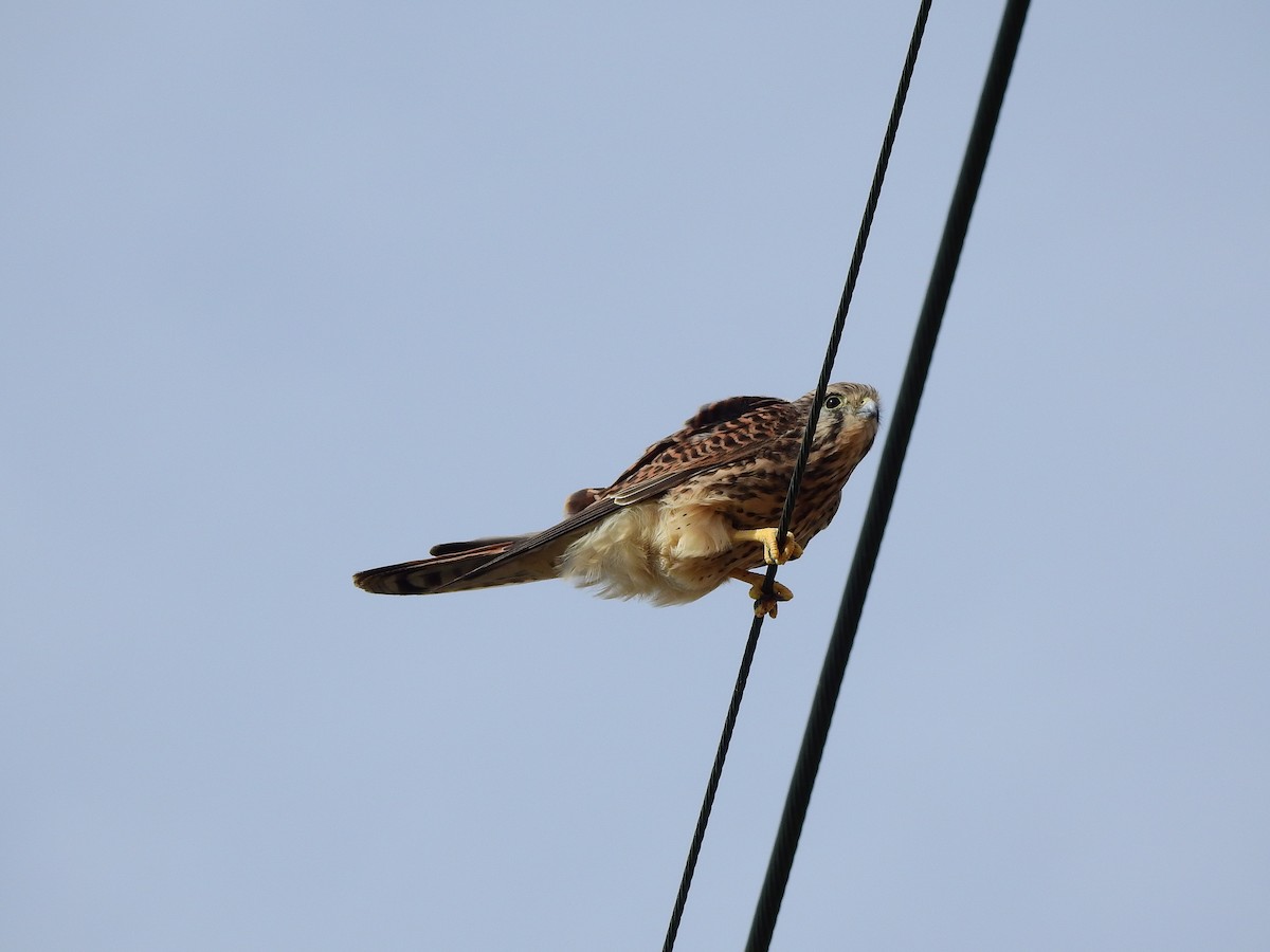 Eurasian Kestrel - ML645869662