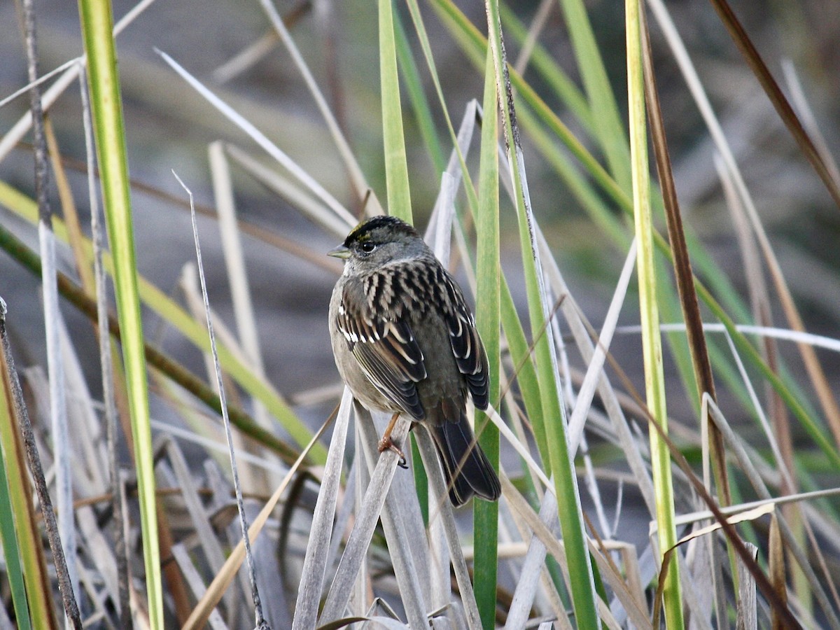 Golden-crowned Sparrow - ML645869679
