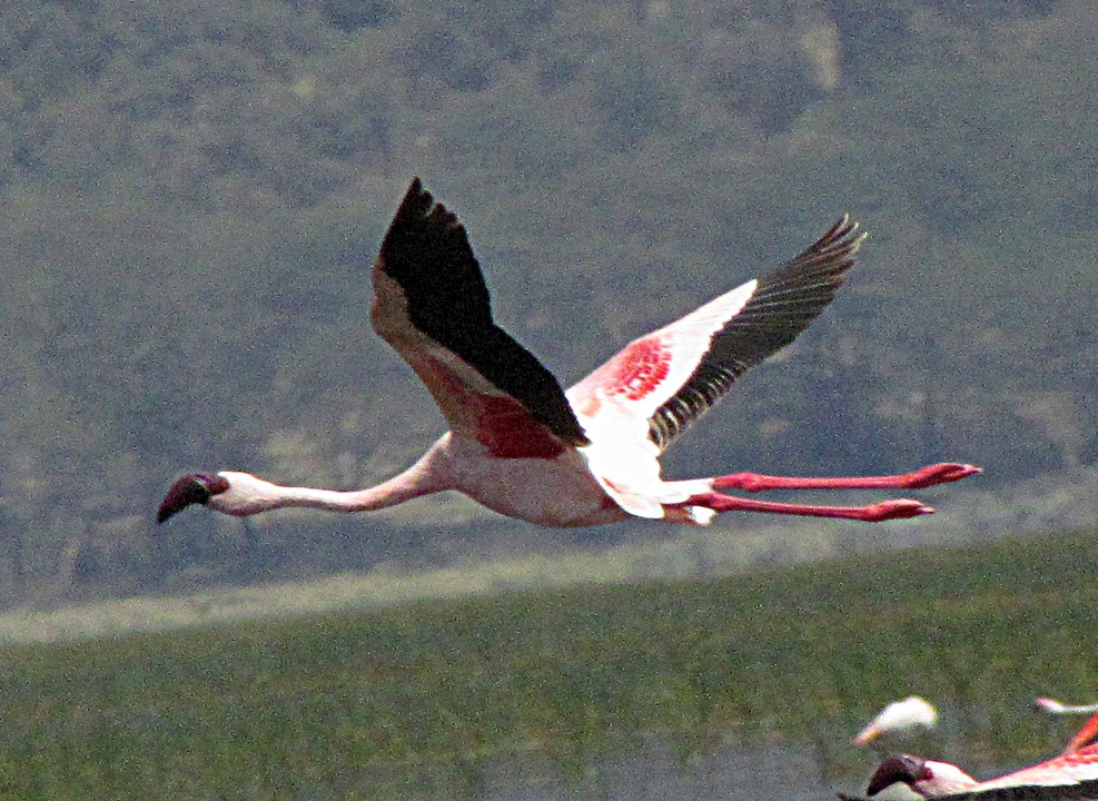 Zwergflamingo - ML645869680