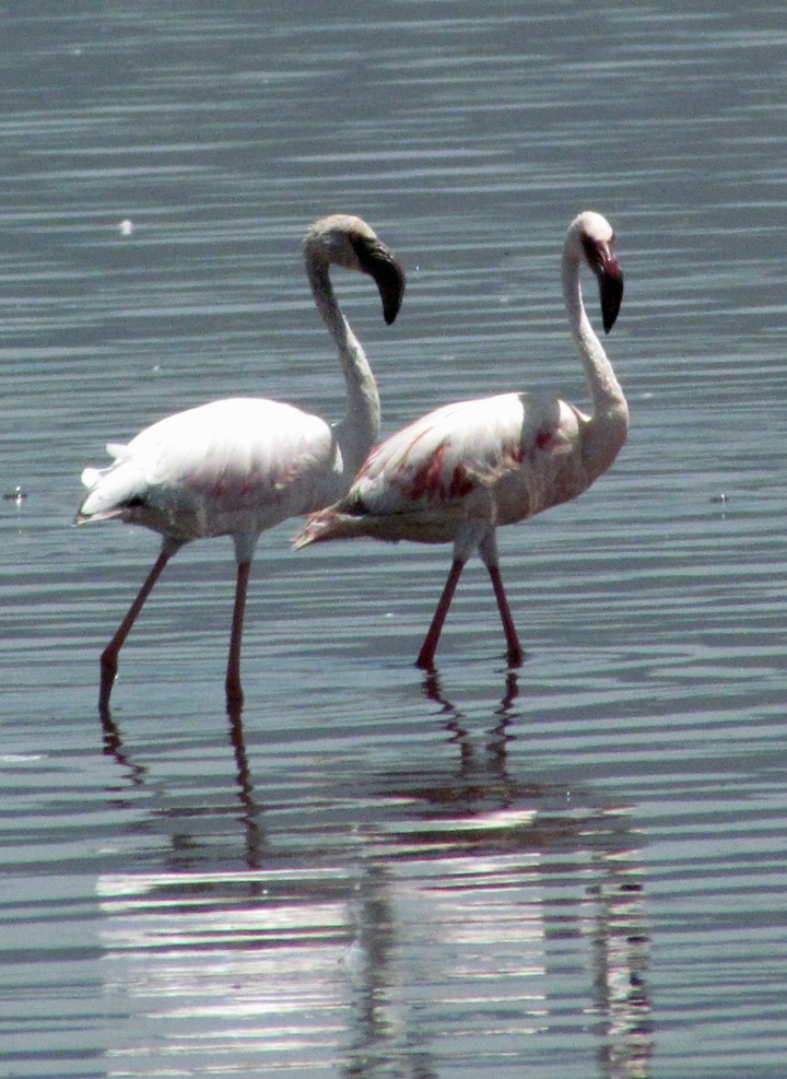 Zwergflamingo - ML645869681