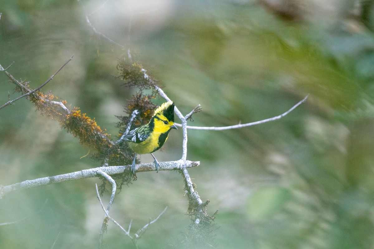 Yellow-cheeked Tit - ML645869682