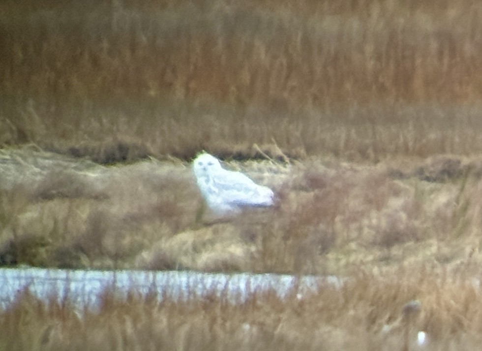 Snowy Owl - ML645869702