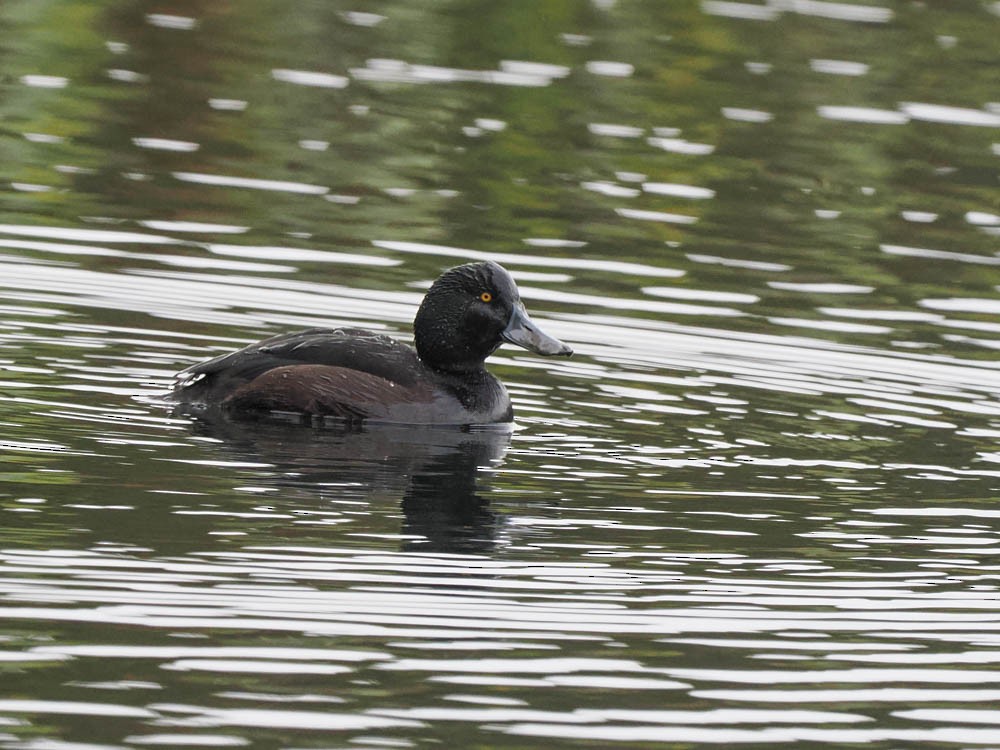 Yeni Zelanda Patkası - ML645869706