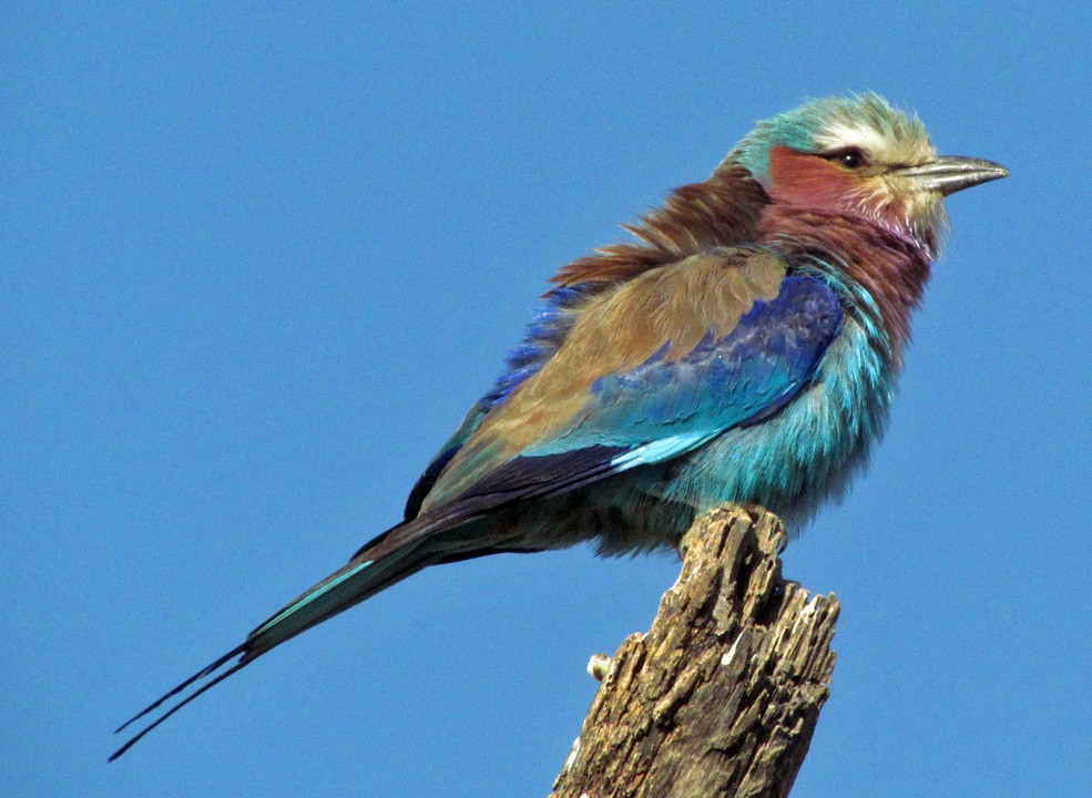 Leylak Renkli Gökkuzgun - ML645869711