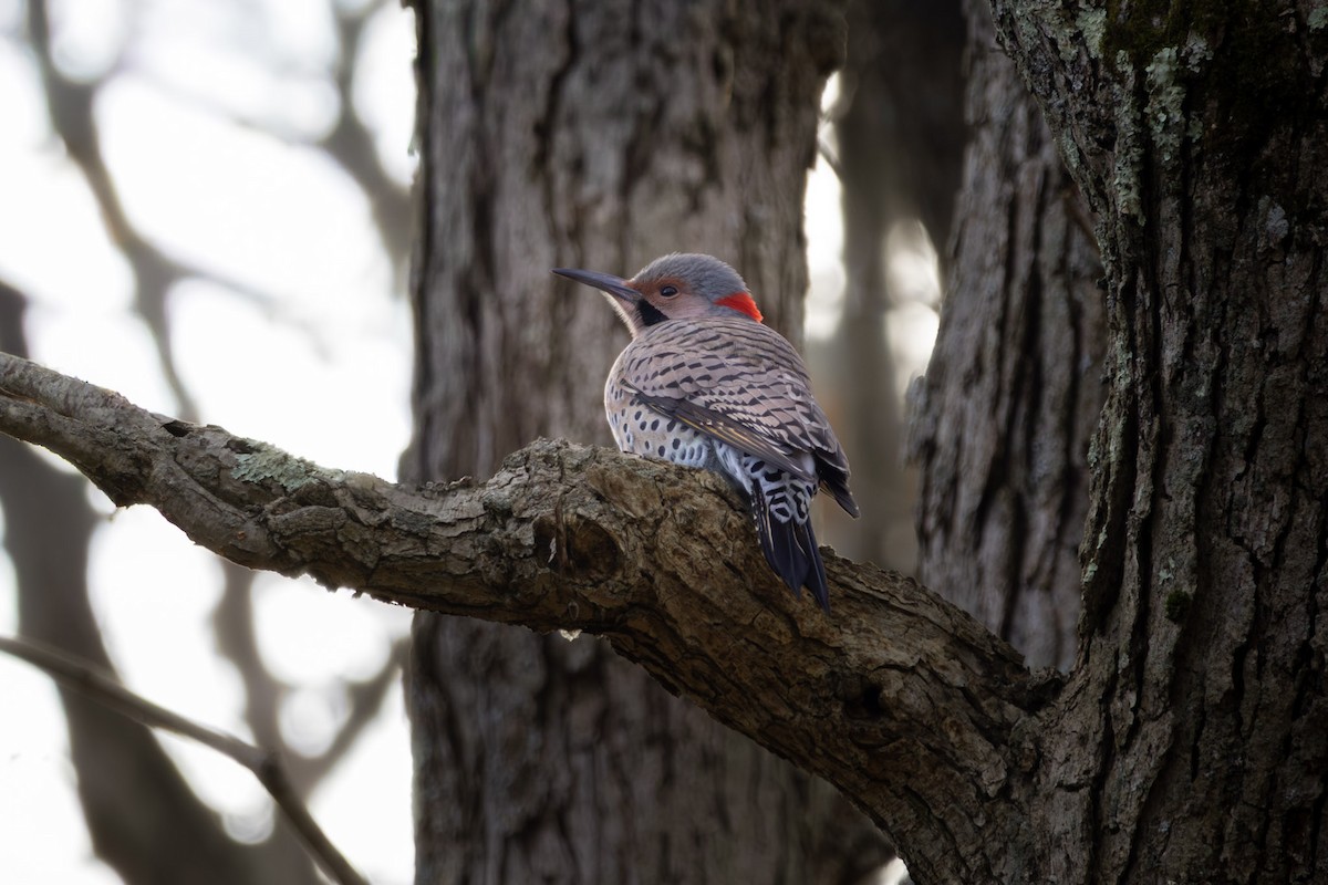 Altın Ağaçkakan - ML645869712