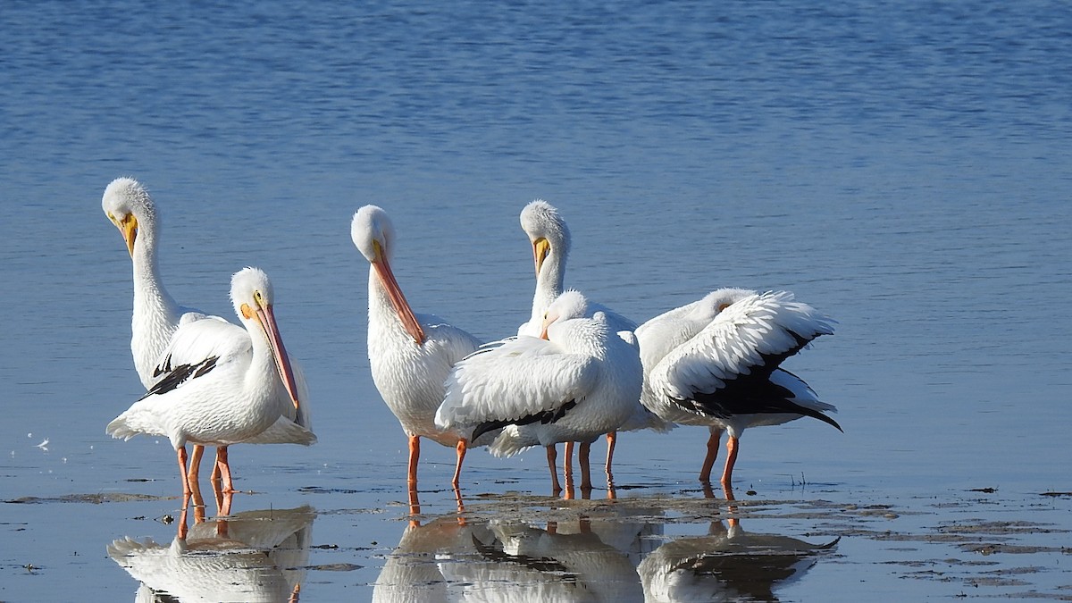 Amerika Pelikanı - ML645869717