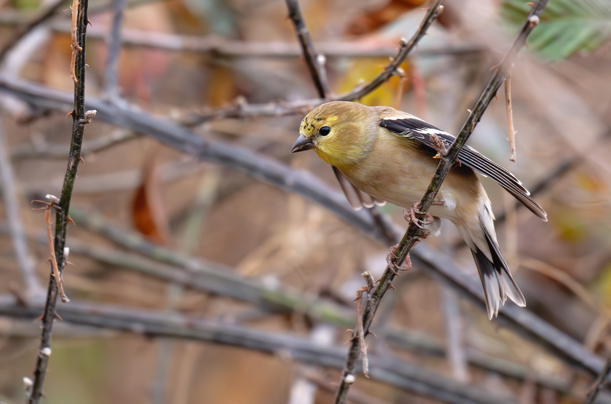 Altın İskete - ML645869718