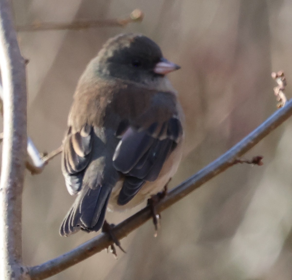 Kara Gözlü Junko - ML645869719