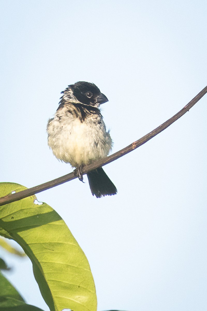 Morelet Tohumculu - ML645869720