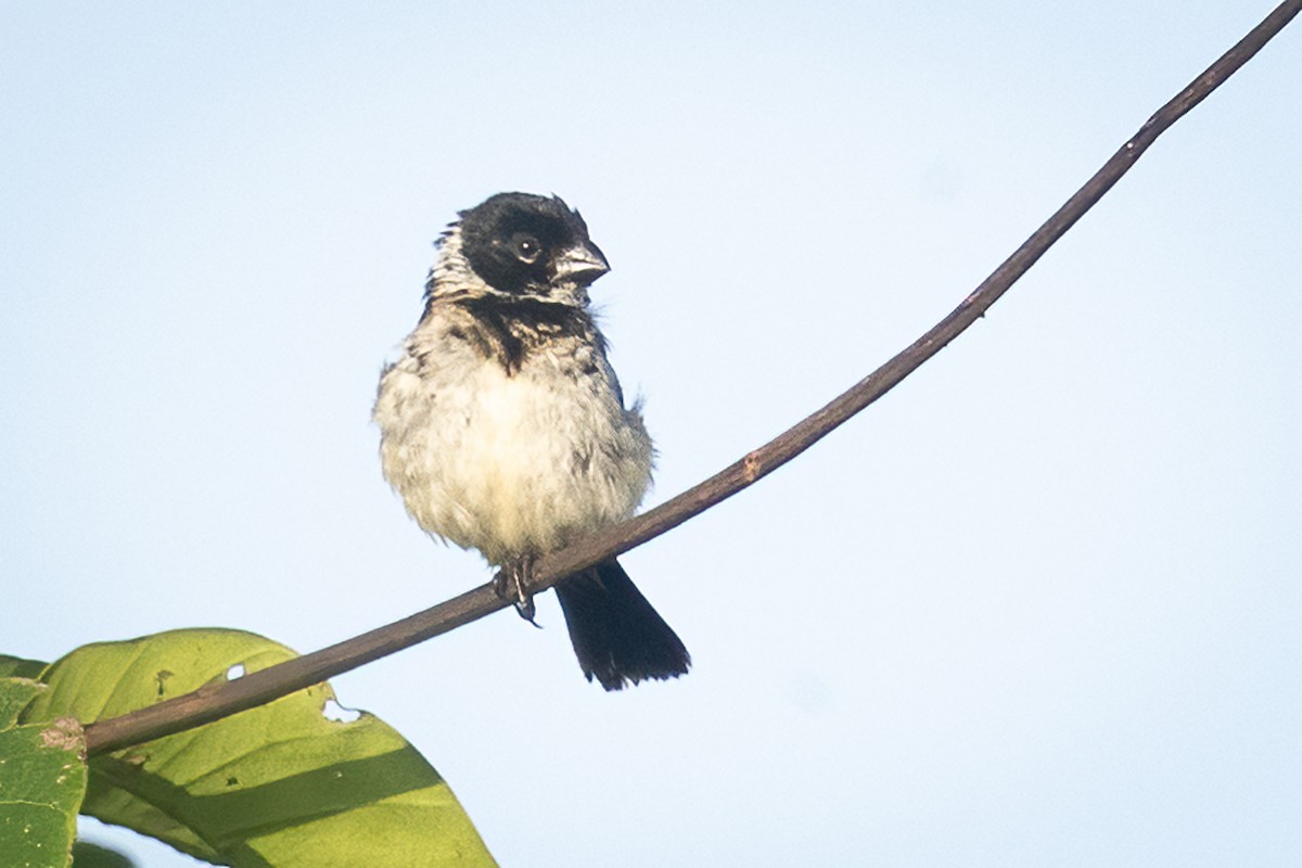 Morelet Tohumculu - ML645869721