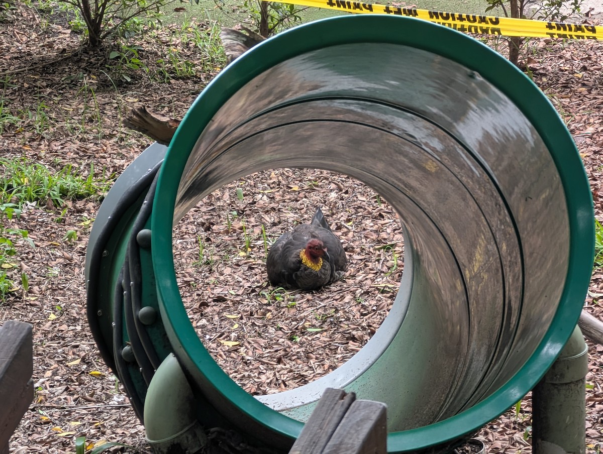 Hindi Megapodu - ML645869723