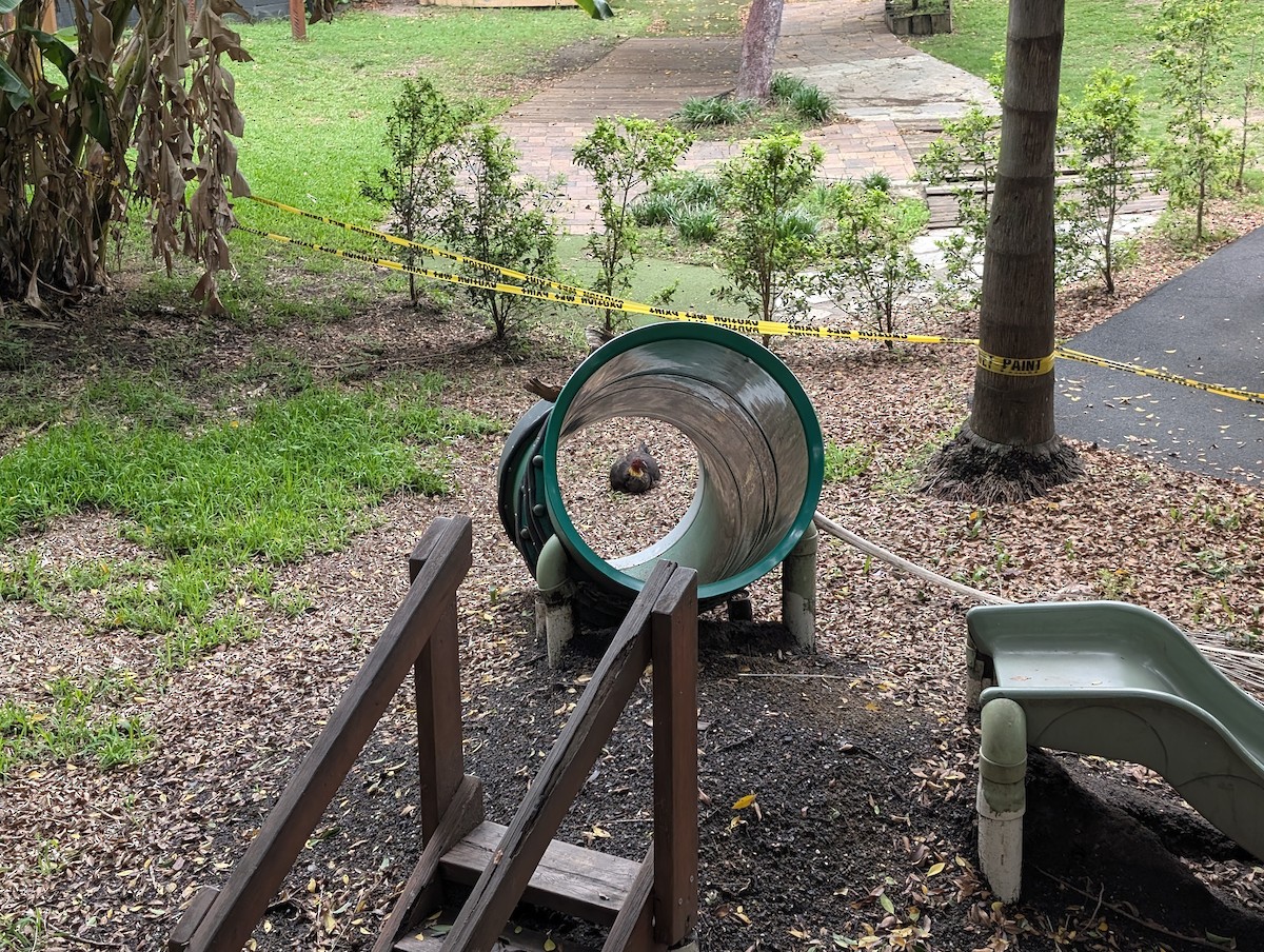 Hindi Megapodu - ML645869724