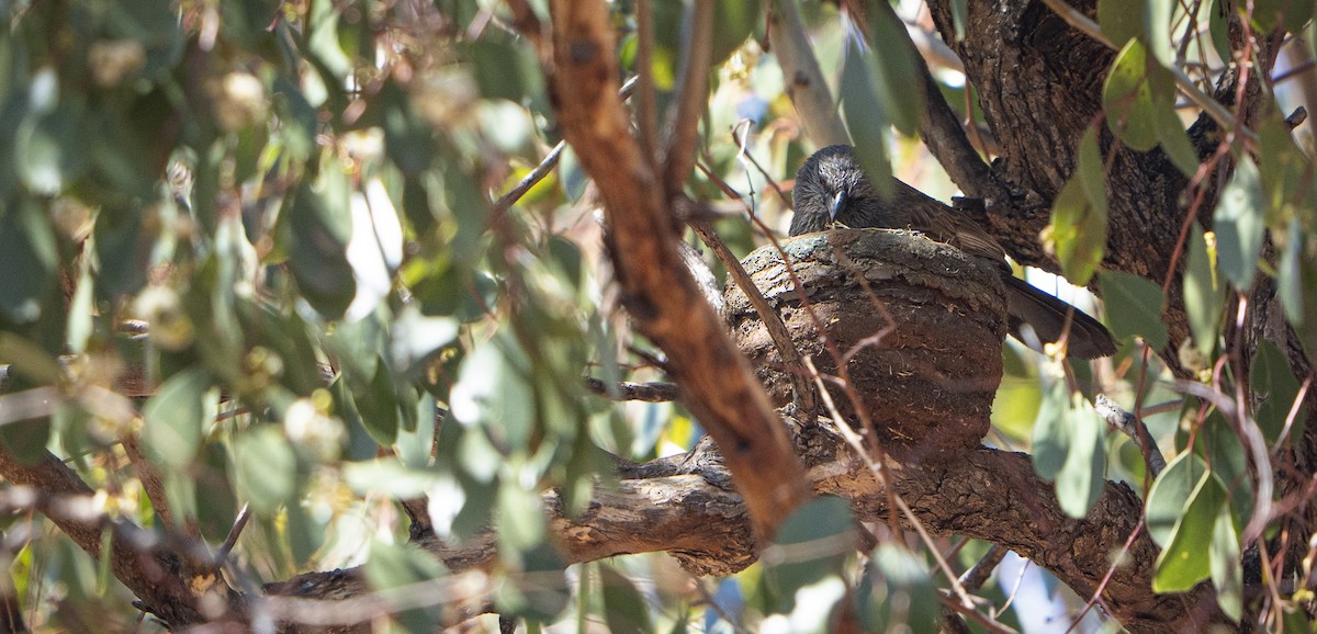 Onikikardeş - ML645869727