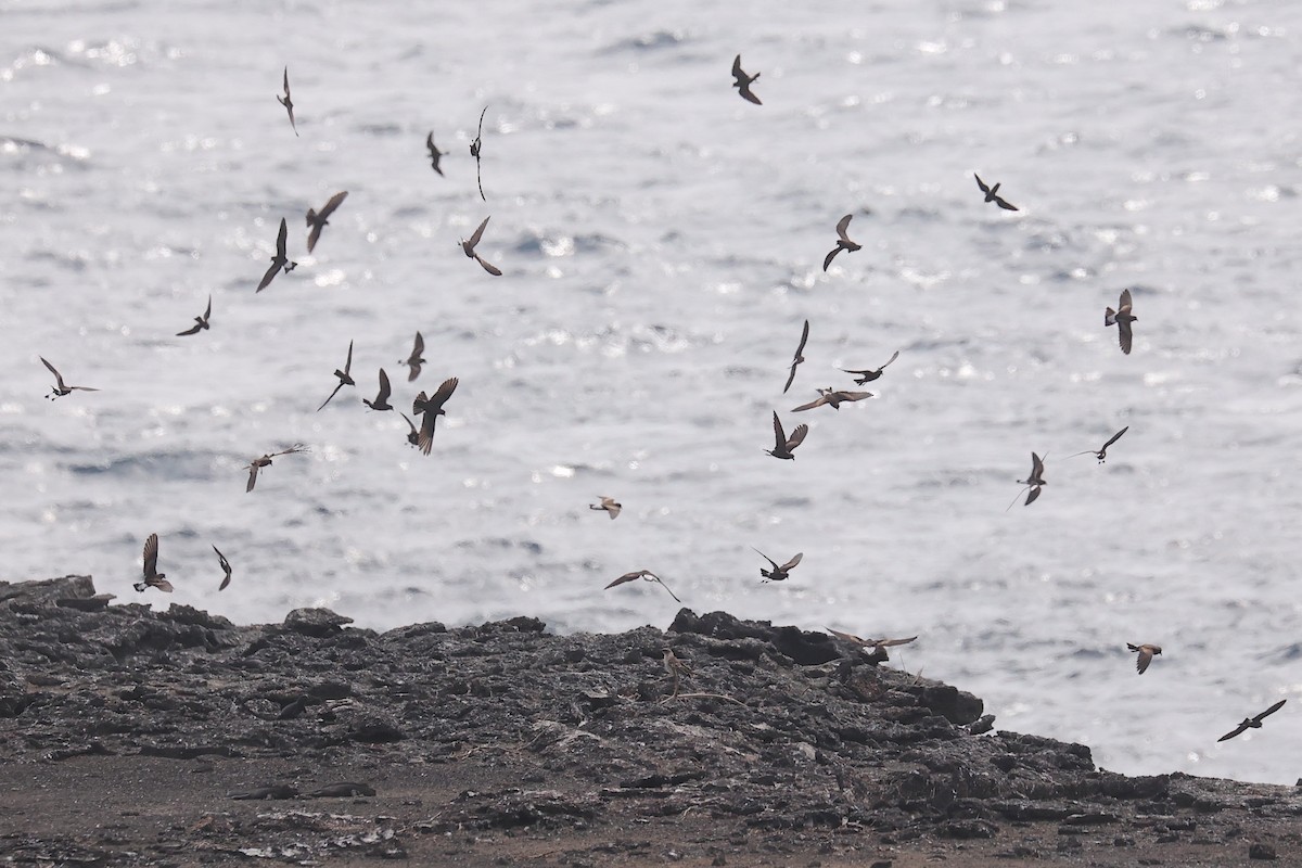 Kama Sokumlu Fırtınakırlangıcı - ML645869728