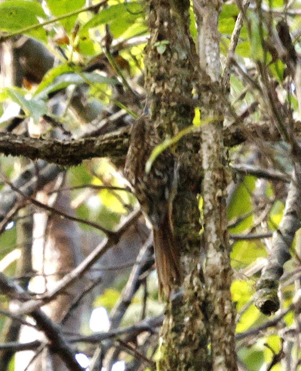 Manipur Tırmaşıkkuşu - ML645869734