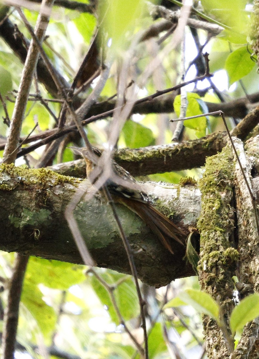 Manipur Tırmaşıkkuşu - ML645869737