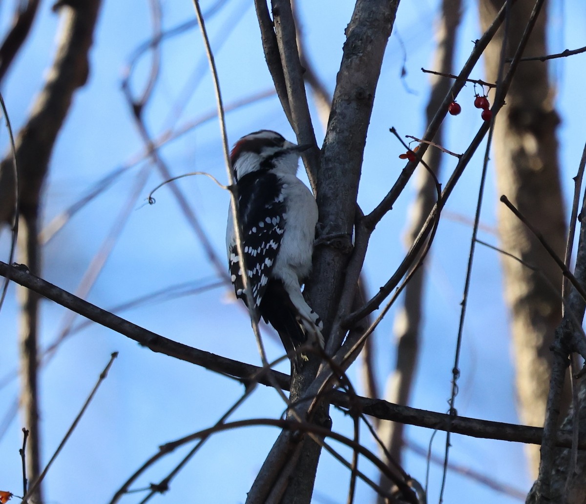 Yumuşak Tüylü Ağaçkakan - ML645869741