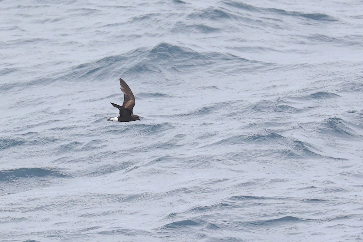 Kama Sokumlu Fırtınakırlangıcı - ML645869745