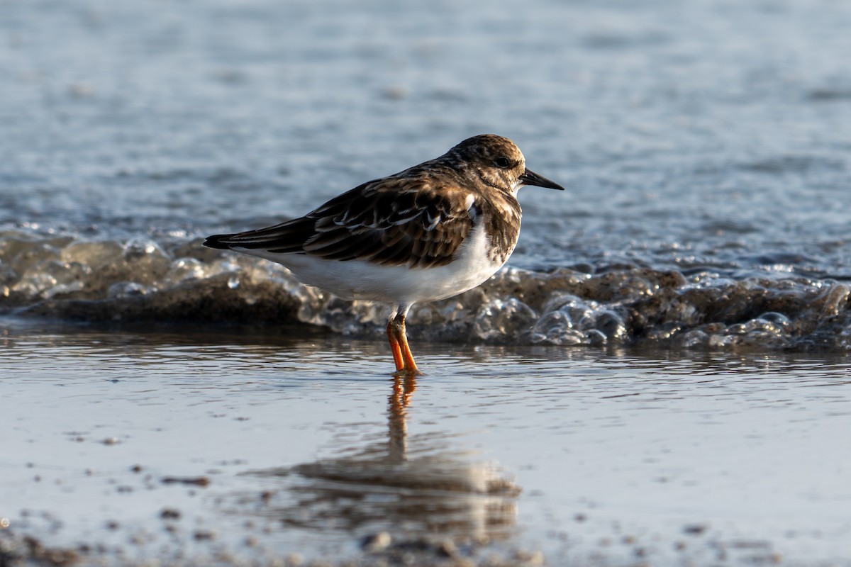 Taşçeviren - ML645869752