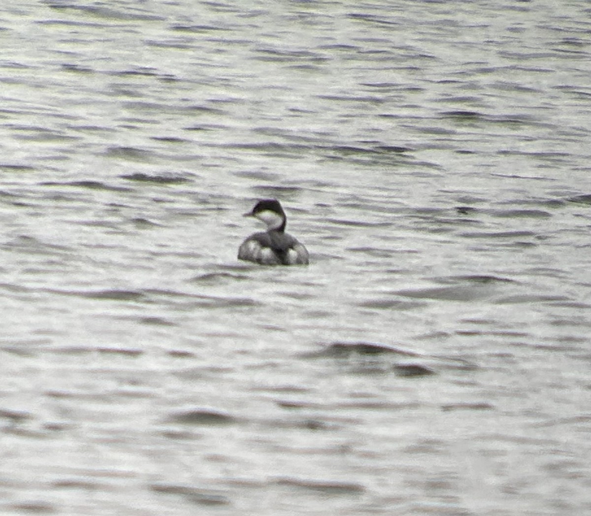 Horned Grebe - ML645869762