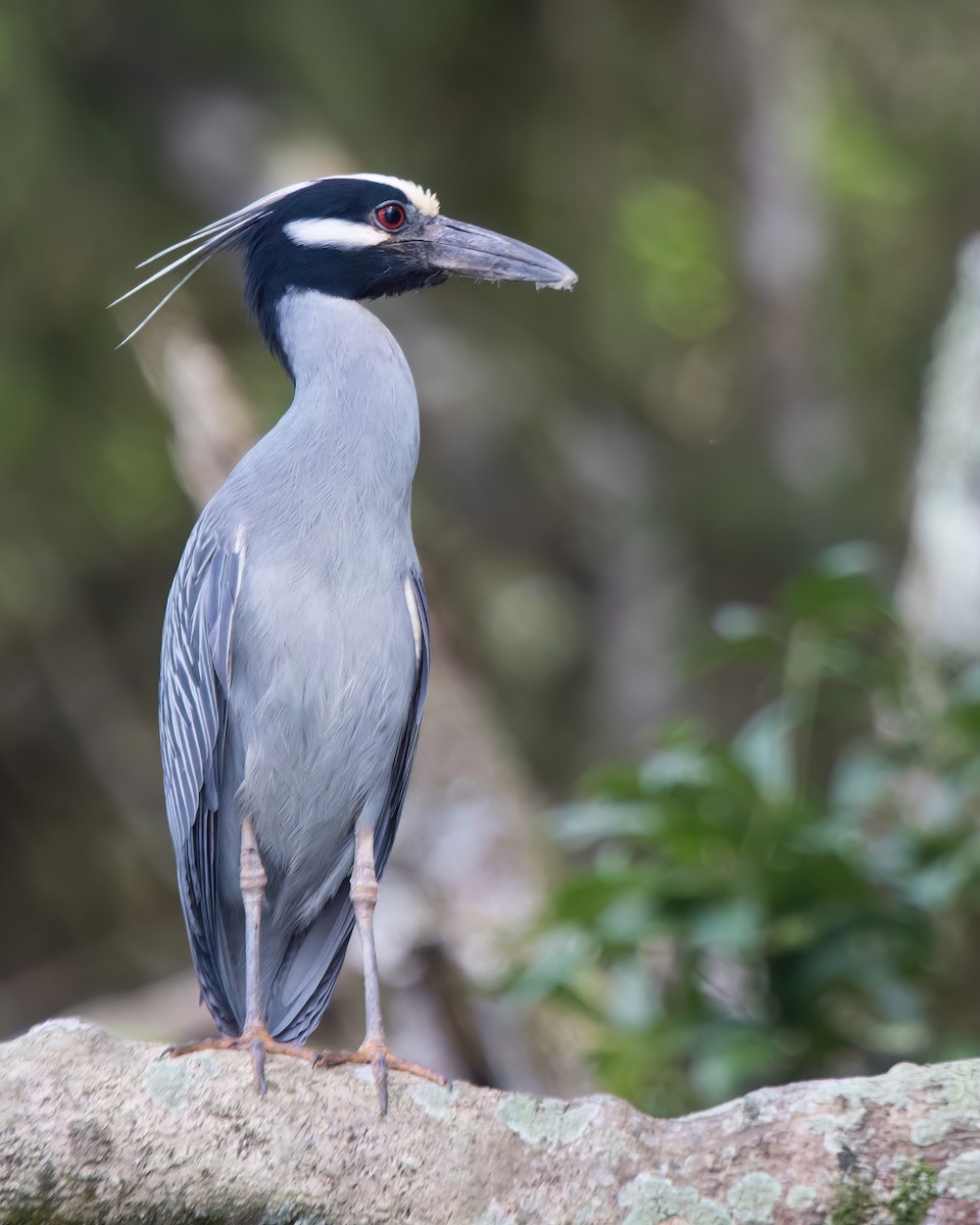 kvakoš žlutočelý - ML645869766