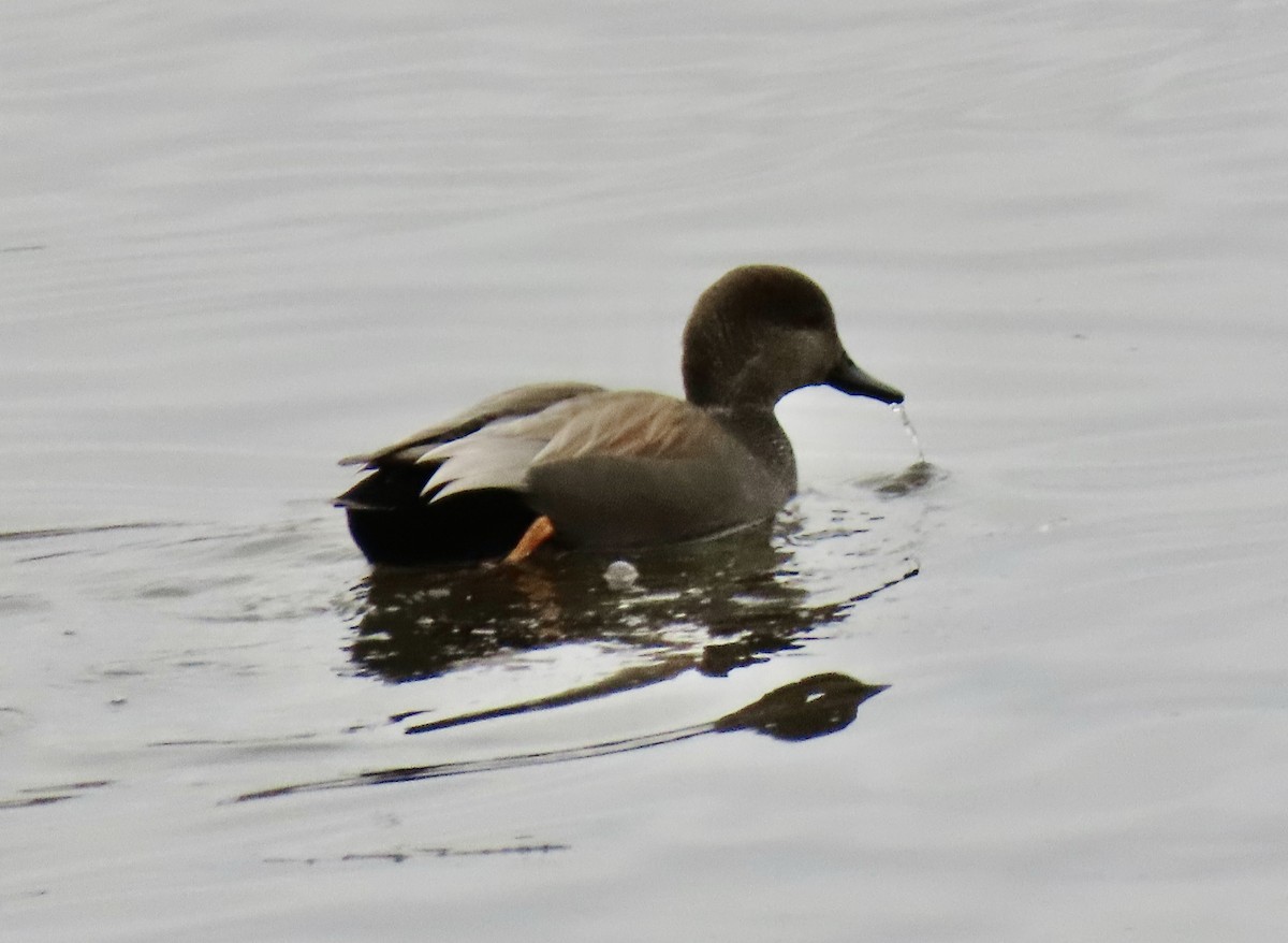 Boz Ördek - ML645869767