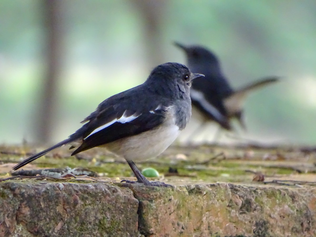 Dajalschama - ML645869772