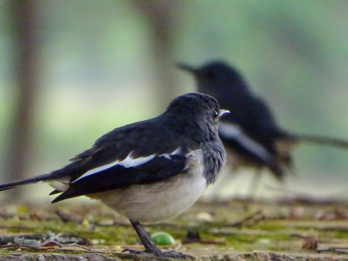 Dajalschama - ML645869773