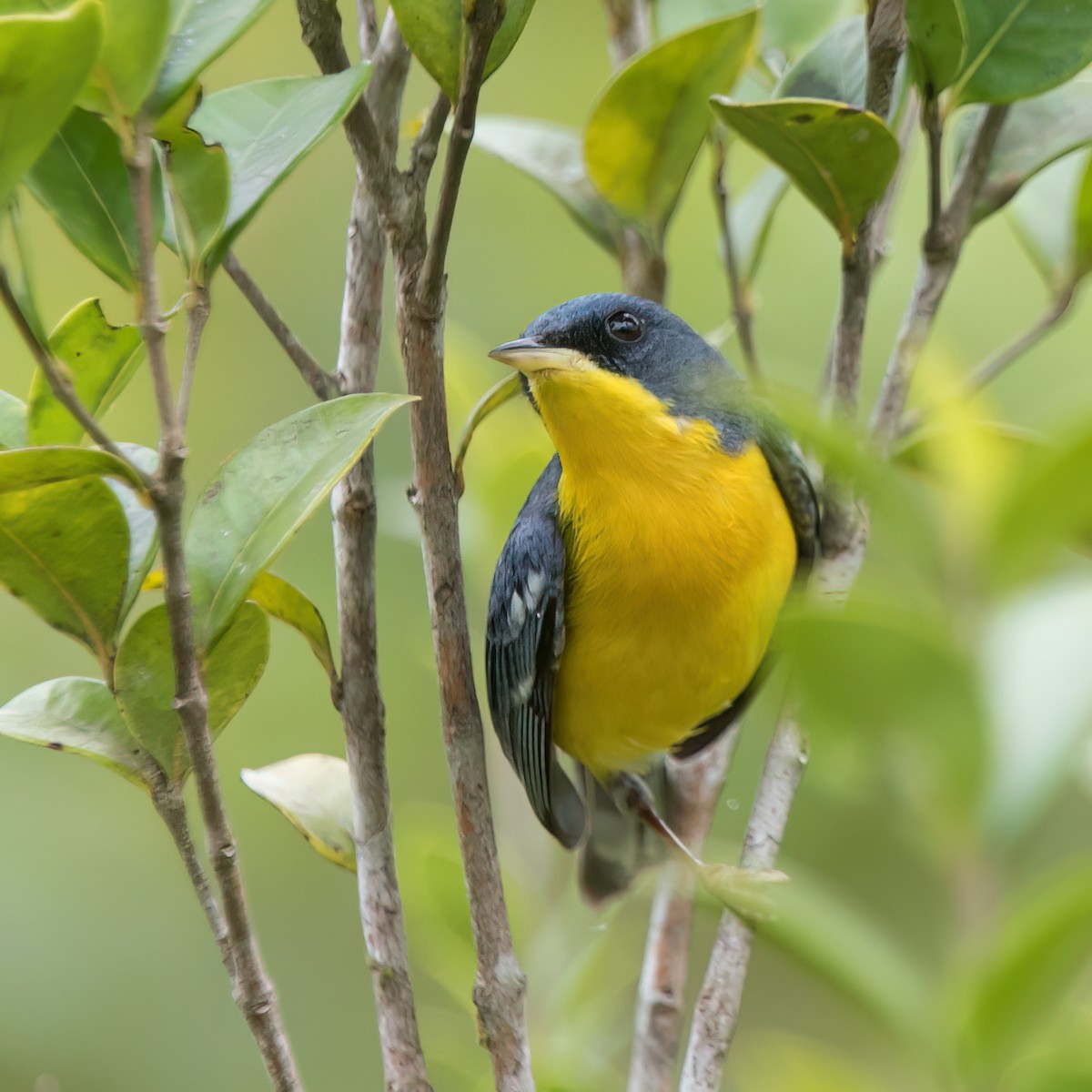 Elfenwaldsänger - ML645869779