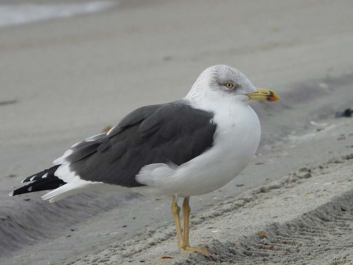 Heringsmöwe - ML645869780