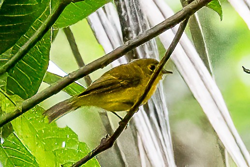 Grünkopfschnäpper - ML645869785