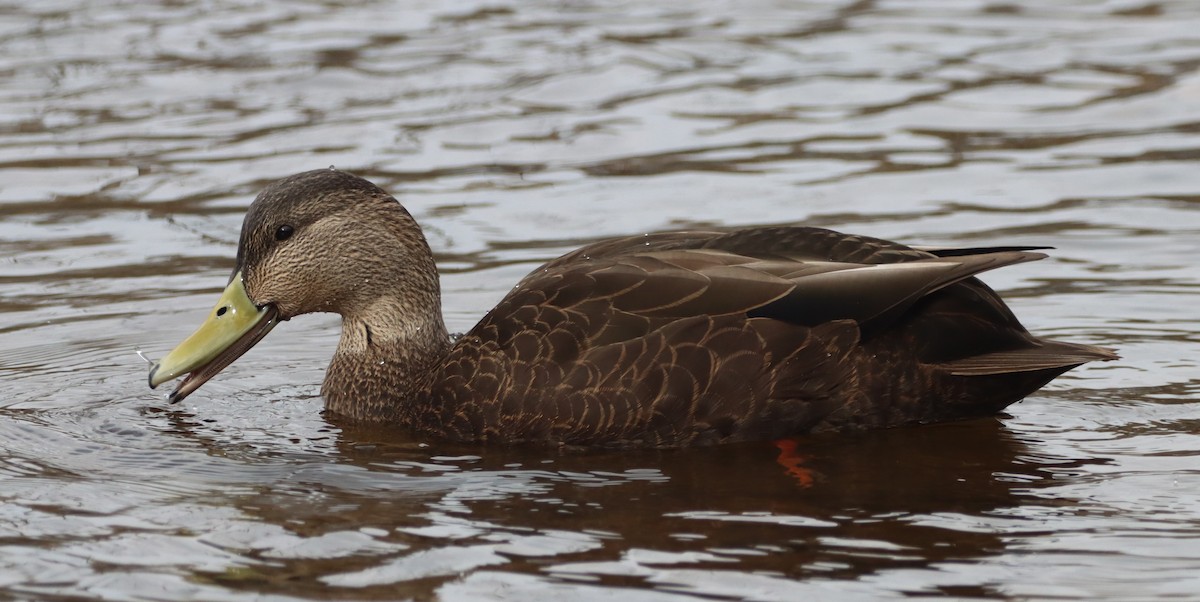 Dunkelente - ML645869789