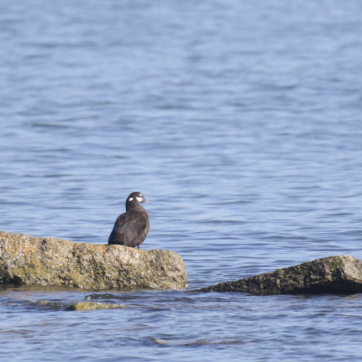 Kragenente - ML645869791