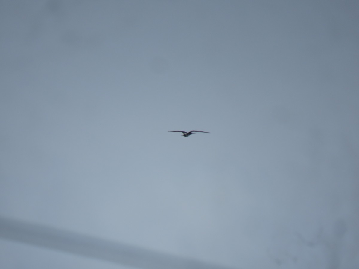 Weißbauch-Fregattvogel - ML645869794