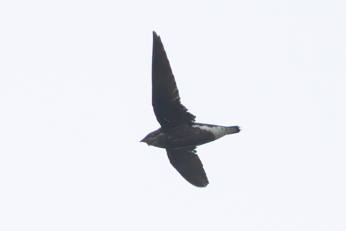 needletail sp. - ML645869796