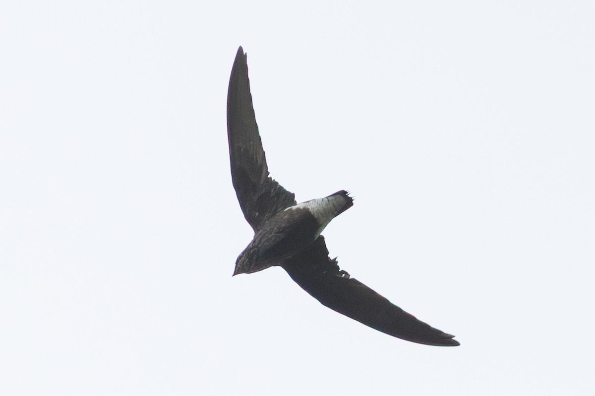 needletail sp. - ML645869797