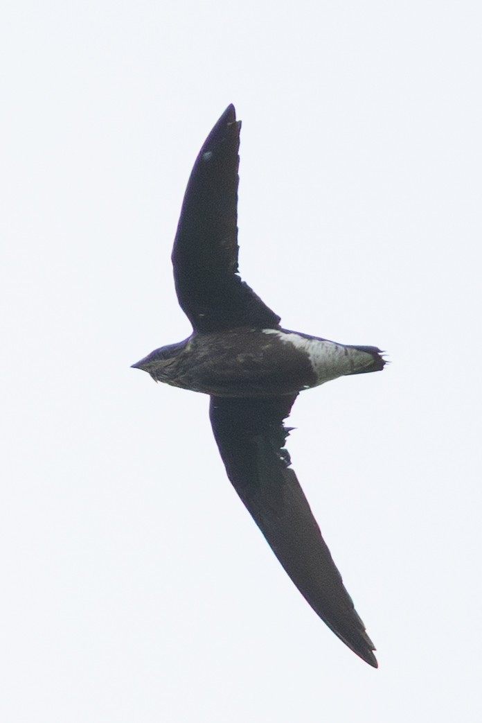 needletail sp. - ML645869798