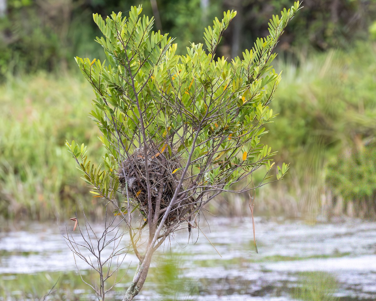 Rostschwingen-Maskentyrann - ML645869801