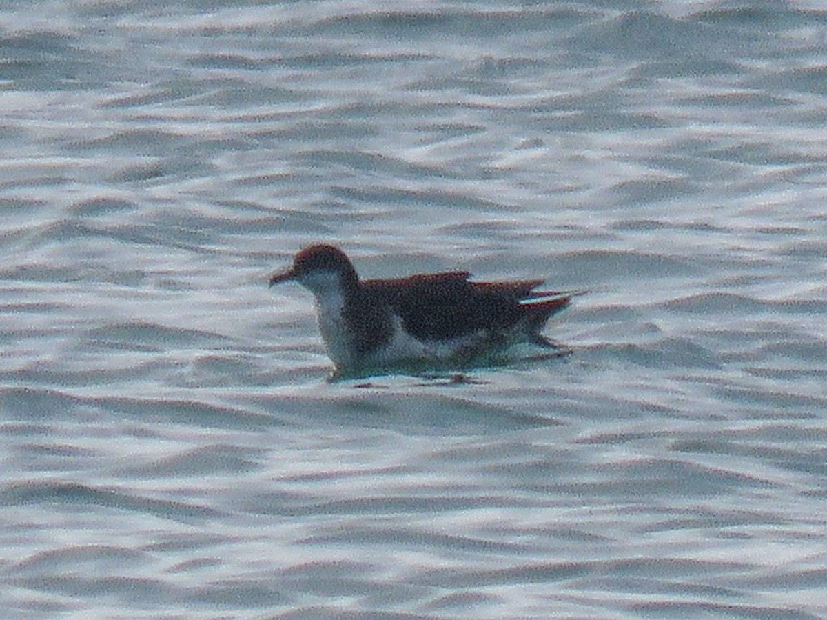 Tropensturmtaucher - ML645869803